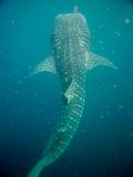 Djibouti - Whale Shark in Djibouti - 20